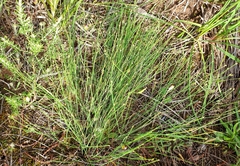 Tricoryne tenella