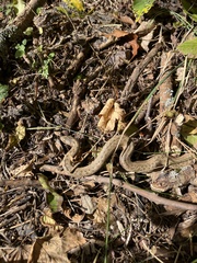 Coronella austriaca austriaca