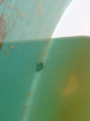 Agabinae