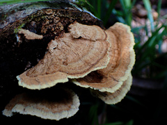 Oxychaete cervinogilva