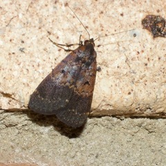 Hydrillodes funestalis