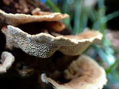 Oxychaete cervinogilva