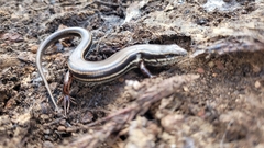 Ctenotus labillardieri