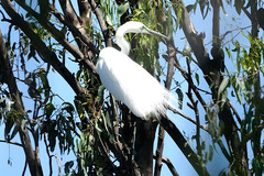 Ardea alba modesta