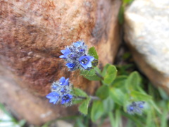 Veronica alpina
