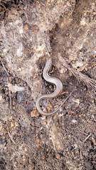 Ctenotus labillardieri