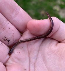 Lumbricus