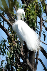 Ardea alba modesta