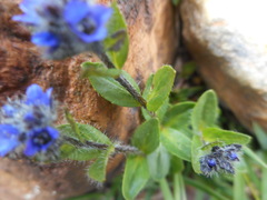 Veronica alpina