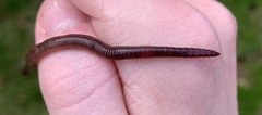 Lumbricus