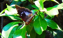 Charaxes xiphares