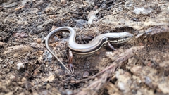 Ctenotus labillardieri