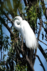 Ardea alba modesta
