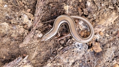 Ctenotus labillardieri