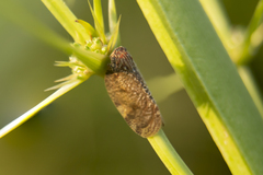 Aprivesa