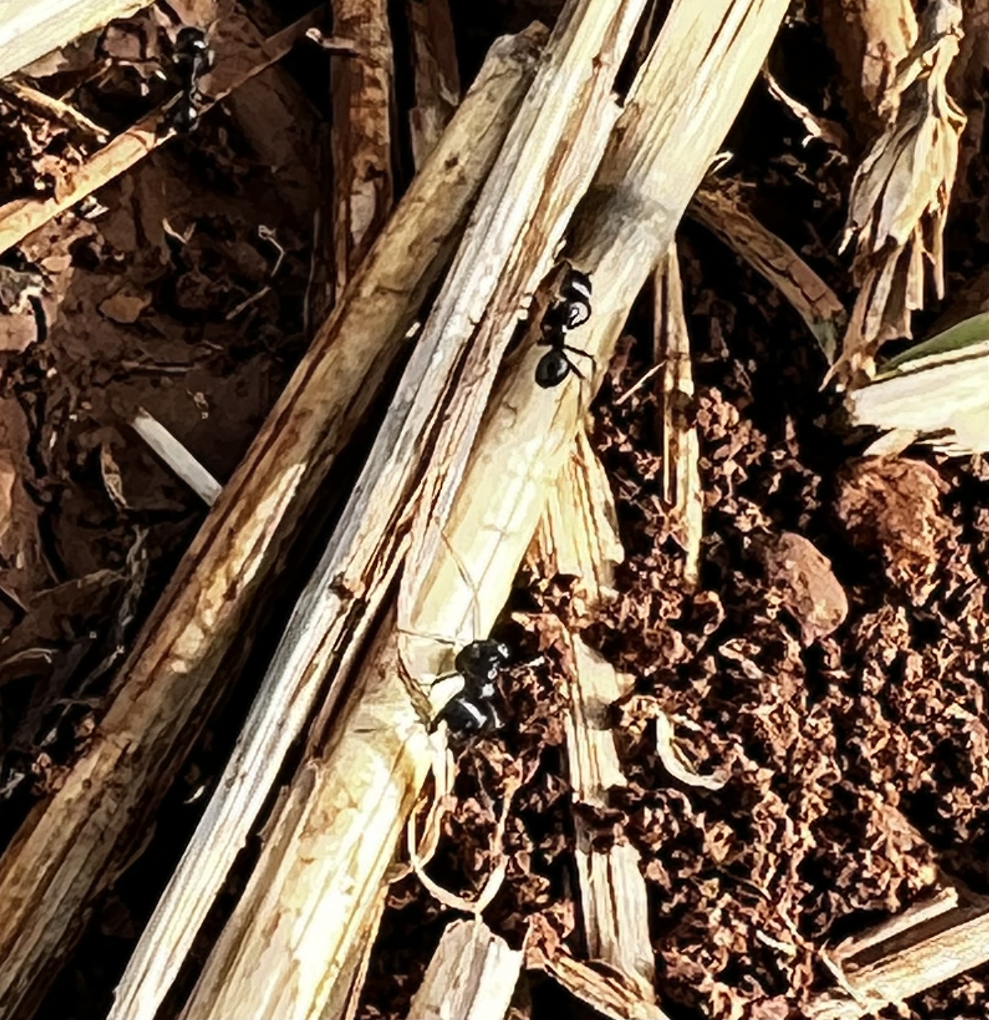 Messor semoni