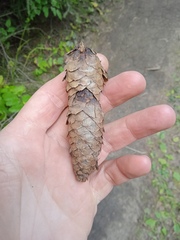 Picea × fennica