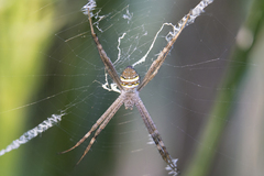 Argiope keyserlingi
