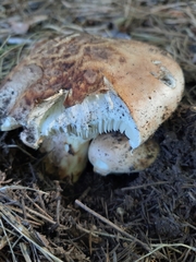 Tricholoma caligatum