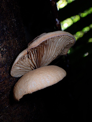 Crepidotaceae
