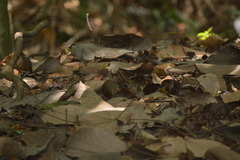 Eutropis multifasciata