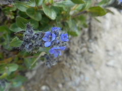 Veronica alpina
