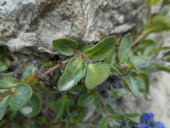 Veronica alpina