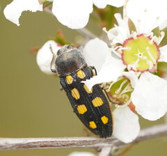 Castiarina xanthopilosa