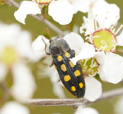 Castiarina xanthopilosa
