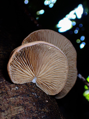 Crepidotaceae