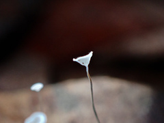Gloiocephala