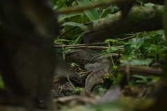 Varanus nebulosus
