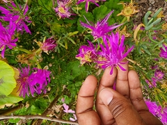 Lampranthus emarginatus