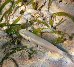 Valenciennea strigata