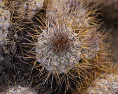 Copiapoa ahremephiana