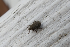 Romualdius scaber
