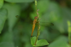 Orchithemis pulcherrima
