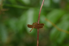 Neurothemis