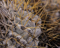Copiapoa ahremephiana