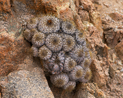 Copiapoa ahremephiana
