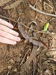 Anadenanthera colubrina