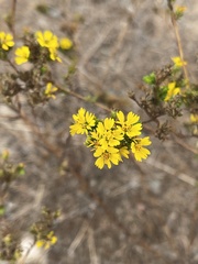 Deinandra fasciculata