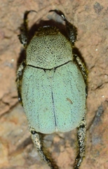 Hoplia chlorophana