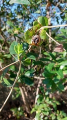 Lonicera implexa