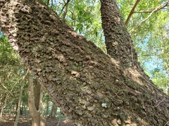 Anadenanthera colubrina