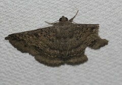 Ericeia sobria