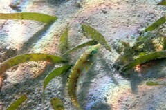 Halichoeres nebulosus