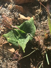 Ledebouria ovatifolia ovatifolia