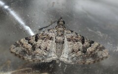 Mnesiloba eupitheciata