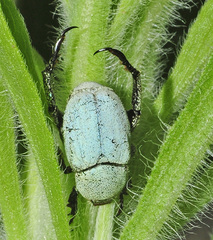 Hoplia chlorophana